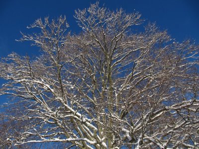 IMG_4829_1.JPG
