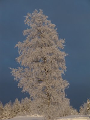 IMG_4867_1.JPG