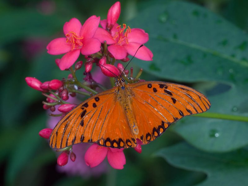 Gulf Fritillary - Passion Butterfly (agraulis vanillae)