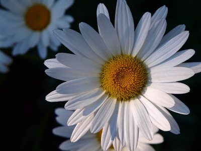 Daisies