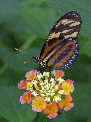 Tiger Wing on lantana