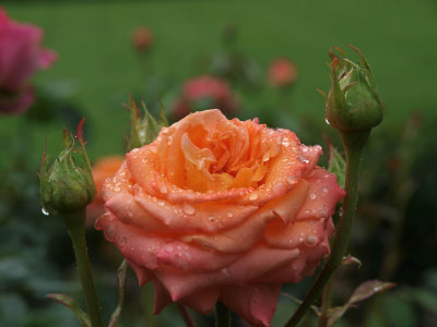 g1/82/46482/3/116316564.bt4xybFu.jpg