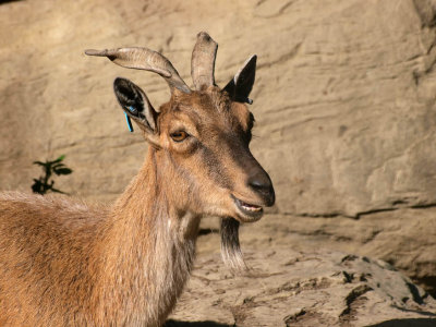 Markhor