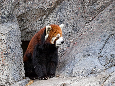 Red Panda