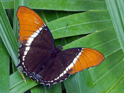 Rusty Tipped Butterfly (or Brown Siproeta)