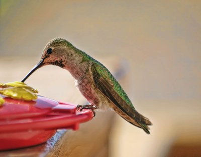 Costa's Hummingbird (female)