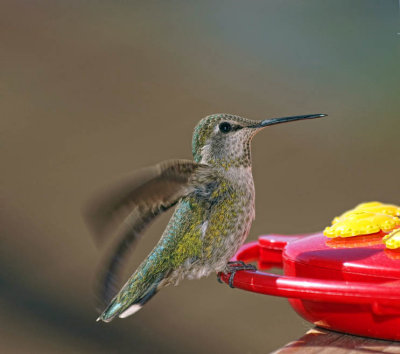 Costa's Hummingbird (female)