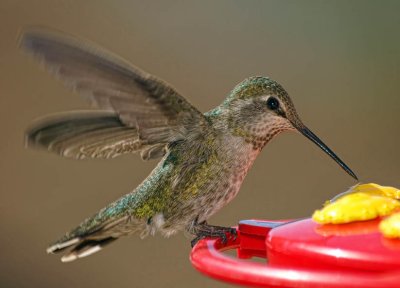 Costa's Hummingbird (female)