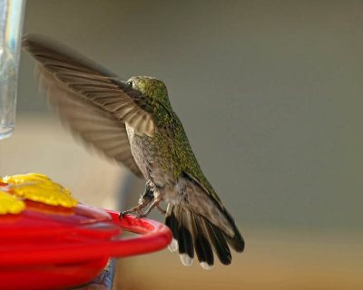 Costa's Hummingbird (female)