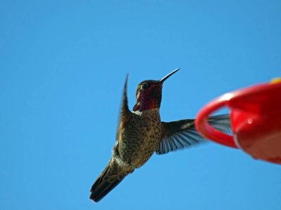 Anna's Hummingbird (male)