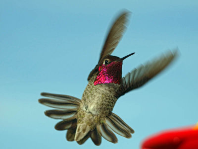 Anna's Hummingbird (male)