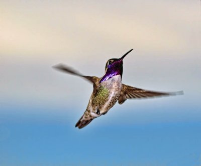 Costa's Hummingbird (male)