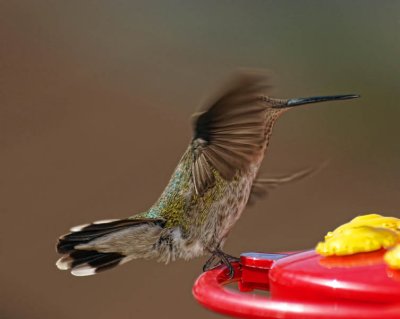 Costa's Hummingbird (female)