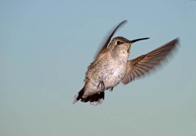 Anna's Hummingbird (female)