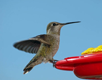 Costa's Hummingbird (female)