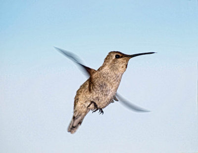 Anna's Hummingbird (female)