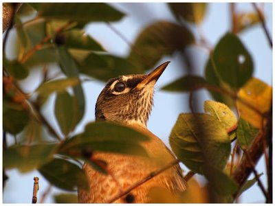 American Robin