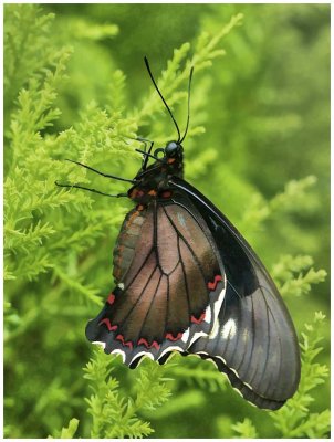 Oil Painting of Red Spotted Swallowtail