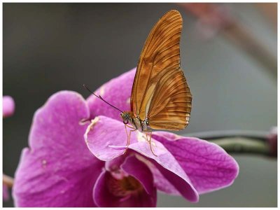 Dryas Julia on Orchid