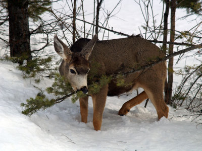 Mule Deer winter feeding