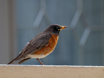 American female robin