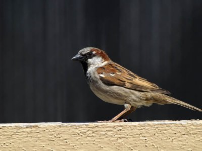 Male Sparrow