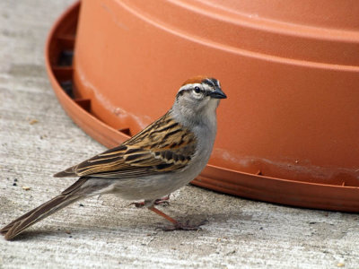 Chipping Sparrow (summer)
