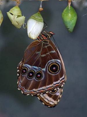 Peleides Blue Morpho (Morpho peleides)