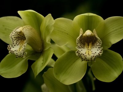 Green-Orchid