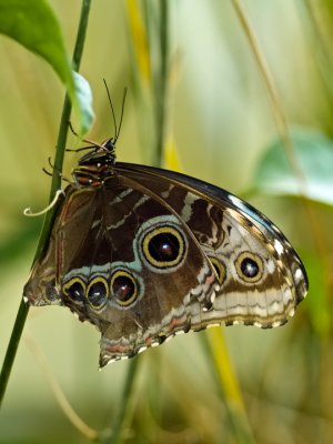 Owl Butterfly