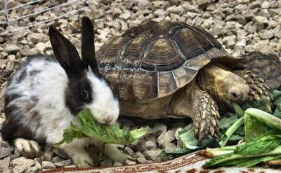 not of the same family , but we both like the same food .JPG