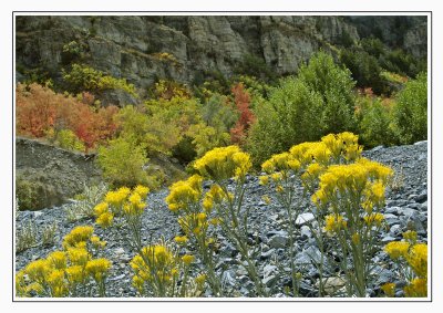 oprih yellow flowers.jpg