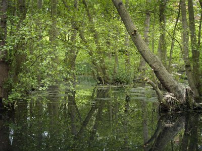 woods pond2.jpg