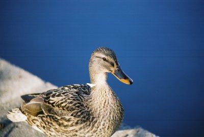 5906197-R5-056-26A.jpg