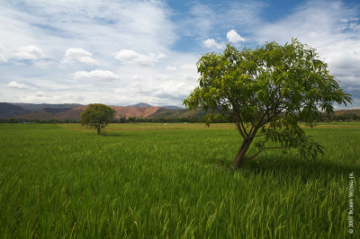 The Pangasinan Countryside
