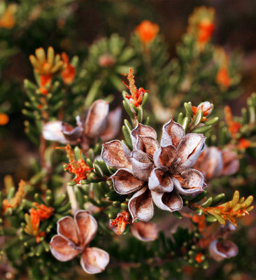 Seedpods