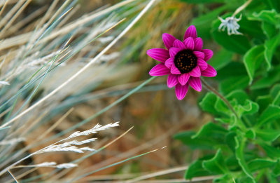 Pink blossom