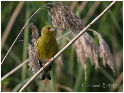 Greenfinches