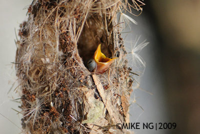 Hungry week-old chick