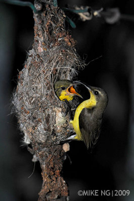 Nesting Olive Backed Sunbird