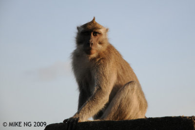 Primates 1