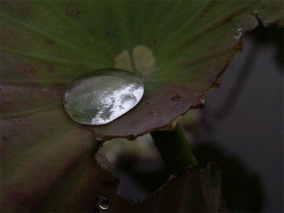 lotus