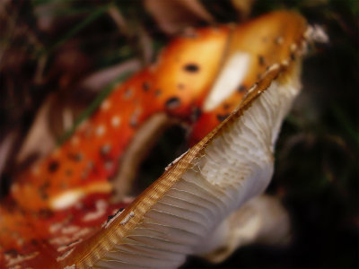 fly mushrooms