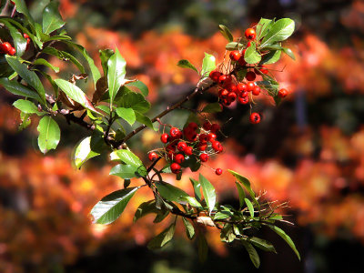 005:the power of autumn colours in the background