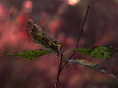 008:the mood and the autumn colours in the background