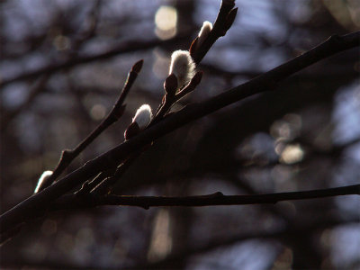 first signs of spring14-02-2008