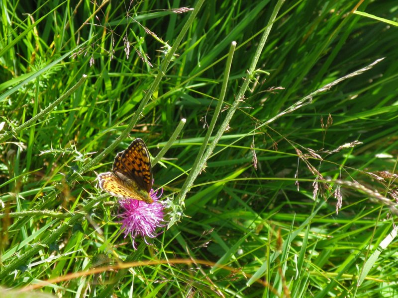 Flora Alpina