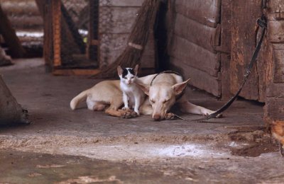 La solidaridad es una constante en Cuba, incluso en los animales. Aqu, el gato est alerta mientras el perro duerme.