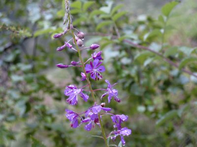 IMG_2224.jpg