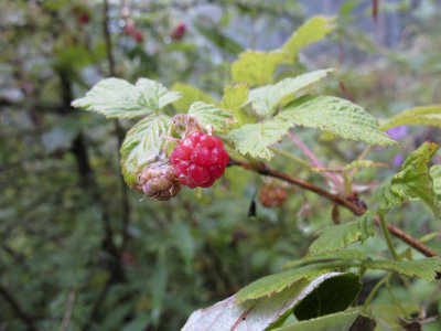 IMG_2225.jpg